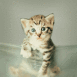 Chaton tigr� cherchant � s'enfuir