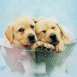 Chiots labrador dans une bassine