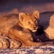 Lionceau et sa maman
