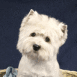 Westie dans son panier