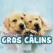 Chiots labrador "Gros c�lins"