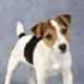 Jack russel terrier