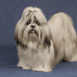 Shih-tzu blanc