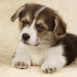 Chiot bouvier bernois