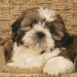 Chiot lhassa apso couch�