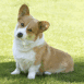 Welsh corgi assis dans l'herbe
