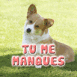 Welsh corgi "Tu me manques"