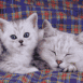 Chatons sur une couverture
