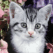 Chaton intrigu�