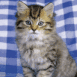 Chaton sur une nappe bleue