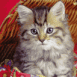 Chaton dans un panier