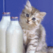 Chaton et bouteilles de lait