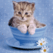 Chaton dans un bol bleu