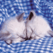 Chatons blancs sur une serviette