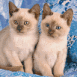 Chatons blancs sur un canap�