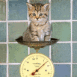 Chaton sur une balance