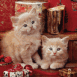 Chatons de No�l