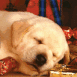 Chiot labrador de No�l