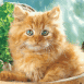 Chaton dans un panier du march�