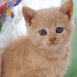 Chaton rouquin devant une fen�tre