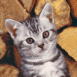 Chaton devant des b�ches