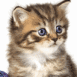 Chaton tigr� la t�te de c�t�