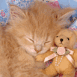 Chaton roux et peluche