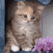 Chaton sur une fen�tre