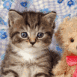 Chaton tigr� avec un ours en peluche