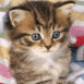 Chaton tigr� sur une couverture
