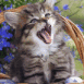 Chaton tigr� ouvrant la gueule