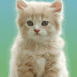 Chaton blanc � poils longs