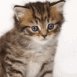 Chaton tigr� sur fond blanc