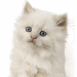 Chaton blanc sur fond blanc