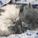 Chaton blanc et chaton gris