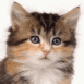 Chaton en gros plan