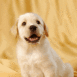 Chiot labrador beige