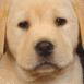 Chiot labrador en gros plan