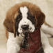Saint-Bernard m�chant une chaussure