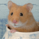 Hamster dans un pot