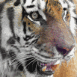 Tigre en gros plan