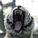 Tigre ouvrant la gueule