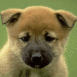 Chiot chow chow sur fond vert