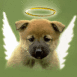 Chiot chow chow "ange"
