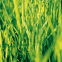 Brins d'herbe