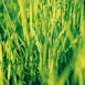 Brins d'herbe