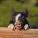Porcelet dans une jarre