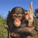 Chimpanz� sur une branche