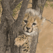 B�b� gu�pard sur une branche