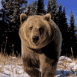 Grizzly